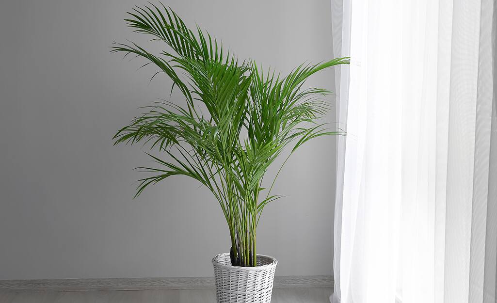 Artificial Plants Idea 2023